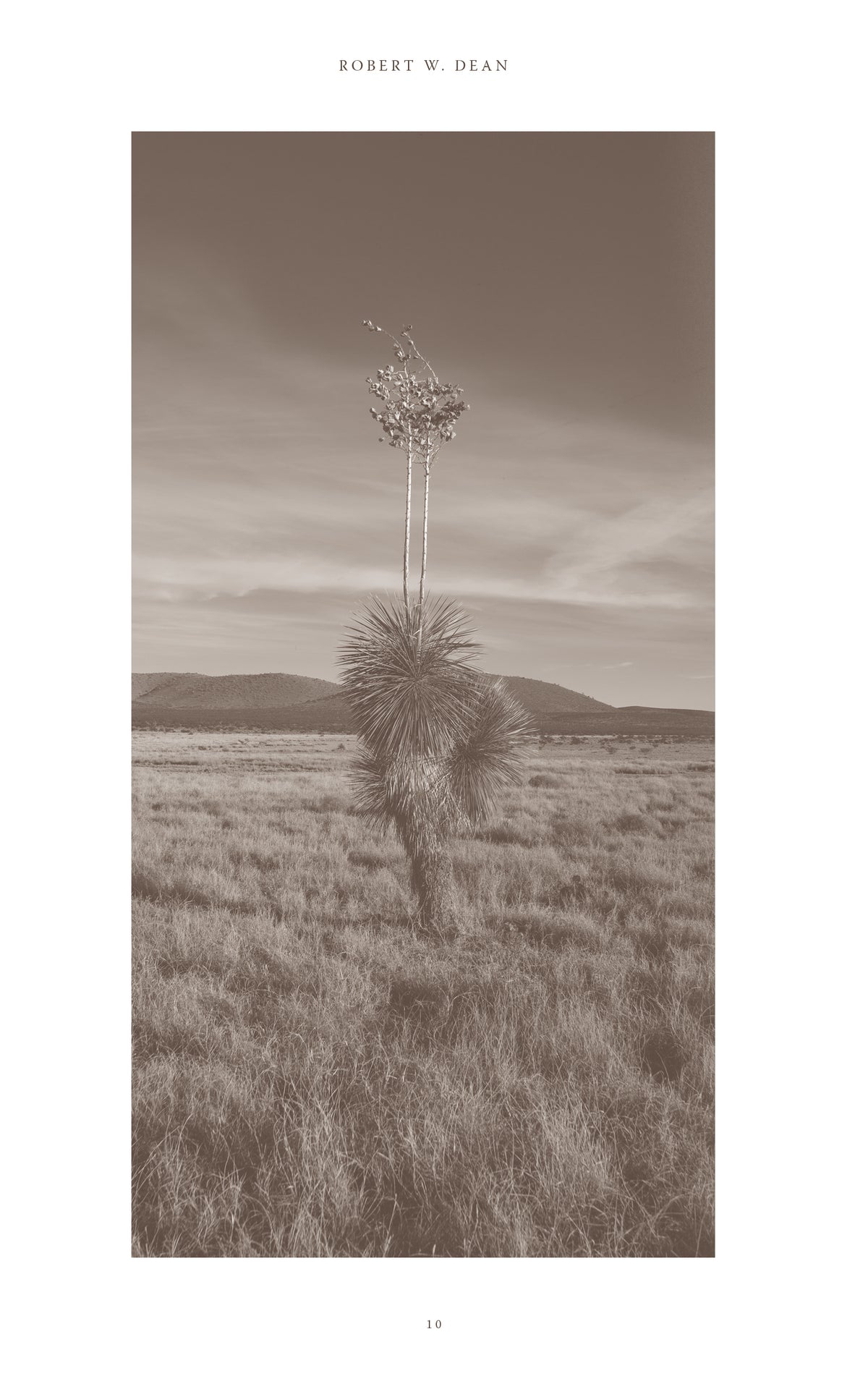 Sepia photograph of a tall flowering desert plant in open grassland beneath a wide sky.