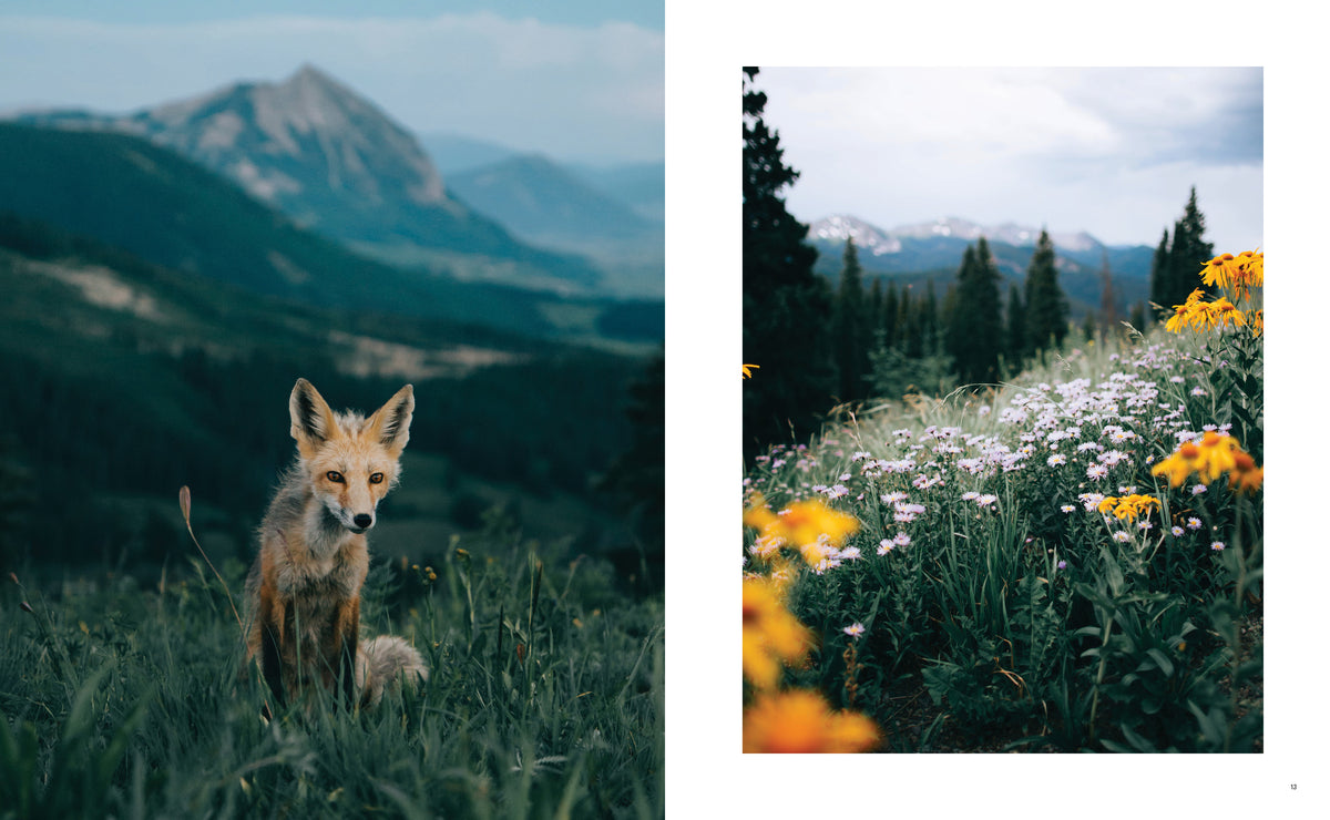 Two photographs: a fox sits in alpine grass with mountains behind it; yellow and pale purple wildflowers grow beside evergreens beneath a cloudy mountain sky.